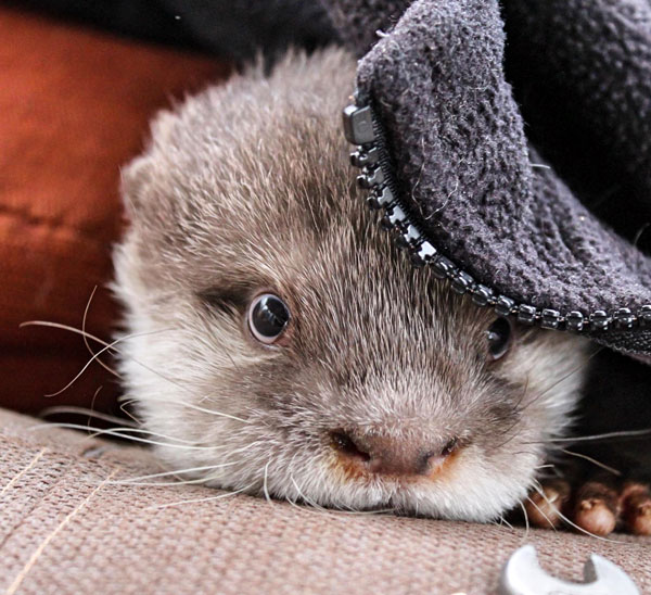 Nurtured by Nature animal care