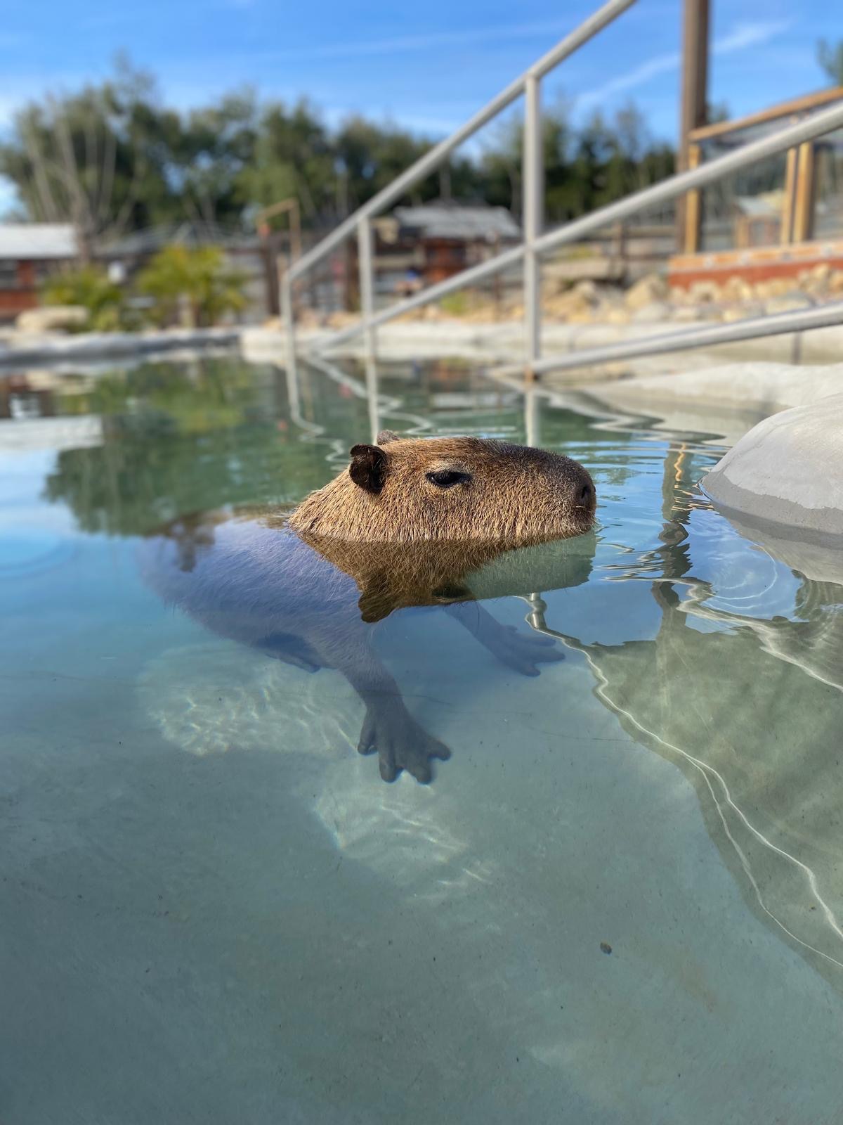 A CAPYHOUR encounter with capybaras
