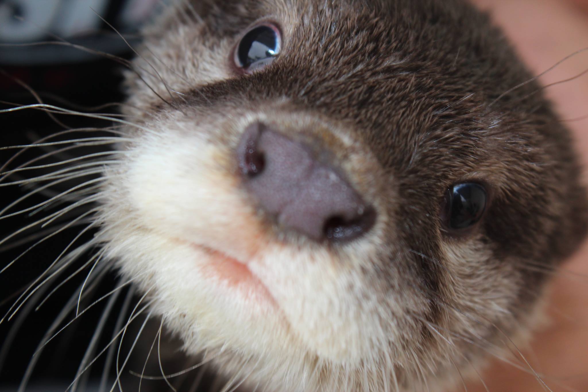 A donor otter swim encounter