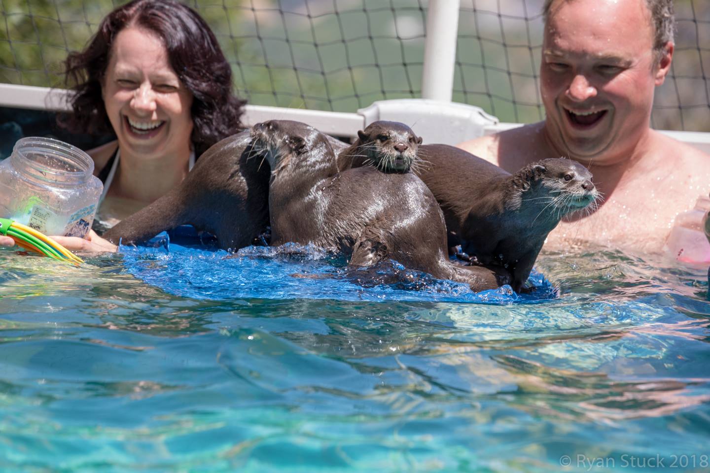 A guest swimming with an otter